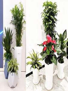 江北花卉租摆选哪家？这里的答案你绝对想不到！